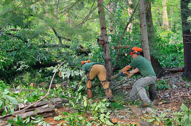 The Steps Involved in Our Tree Care Process in Clayton, GA